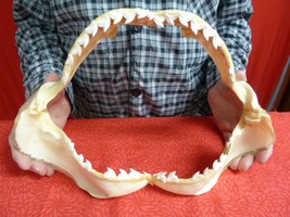 (sj470-105) 13-7/8&quot; Tiger SHARK jaw sharks t**th Galeocerdo taxidermy science - £815.40 GBP