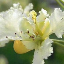 New Fresh USA Seller Caesalpinia Pulcherrima White 10 Seeds - £14.20 GBP