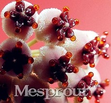 100PCS Hoya Carnosa Seeds White and Dark Red Bicolor - $8.99