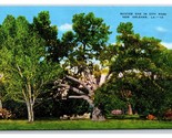 Suicide Oak Tree New Orleans LA UNP Linen Postcard Y6 - $3.37