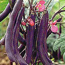 Royalty Purple Pod Bush Beans Seeds Gardening Easy Grow USA SHIPPING - $13.58