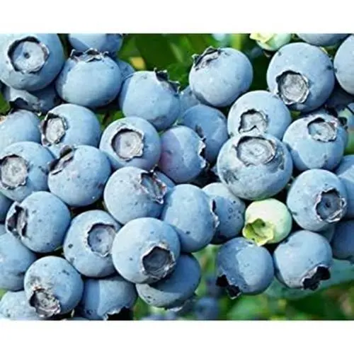 Lowbush Blueberry Seeds 250+ Seeds , Fresh - £15.66 GBP