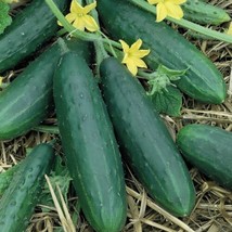 Spacemaster80 Bush Cucumber Seed  Heirloom Garden Vegetable Seeds 1Gr  From US - $10.49