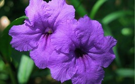 5 Live Starter Plant - Mexican Petunia Purple Shower - £14.11 GBP