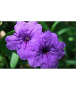 5 Live Starter Plant - Mexican Petunia Purple Shower - £14.29 GBP