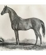 Balrownie Thoroughbred Stallion 1863 Victorian Agriculture Horse Art DWZ4A - €42,92 EUR