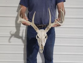 Big Iowa Whitetail Deer Antler Rack Horns taxidermy Euro Mount Sheds - £124.30 GBP