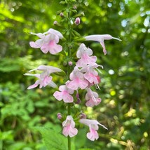 25 Pink Summer Jewel Sage Seeds Pink Tropical Sage Salvia Coccinea USA SELLER - £8.04 GBP