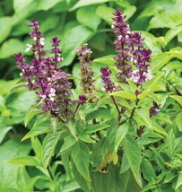 Grow In US Persian Basil Seeds 250+ Black Licorice Herb Ocimum Basilicum - £6.82 GBP