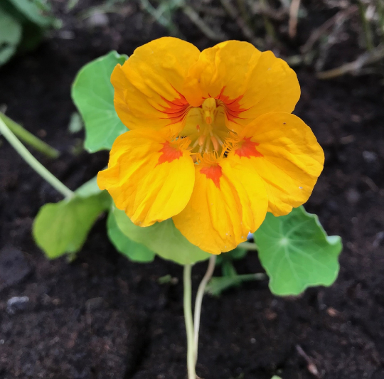 25 Nasturtium Seeds (Mix) Rock Cress Climbing Edible Flowers (Tropaeolum... - $9.78