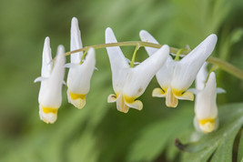 Dutchman's Breeches 5 bulbs-root systems image 2