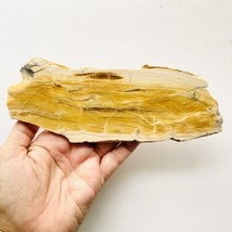 Petrified Sycamore Wood Slab Sliced Branch 7”x3” - £25.26 GBP