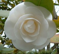 Mixed Double Camellia Impatiens Flower 100 Seeds #SFB11 - £15.95 GBP