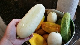 New Fresh Seeds Cucumber Seeds White Wonder 15 Seeds Vegetable Variety - $5.94