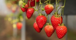 10 Organic Sparkle Spring bearer Strawberry Bare Root Plants Super Sweet Non GMO - £21.97 GBP