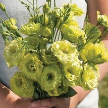 Rosanne Green Pelleted Lisianthus Seeds Eustoma Grandiflorum 20 Seeds US... - £11.16 GBP