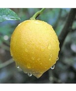 Meyer Lemon Tree Grafted Tree 3Ft To 4Ft Tall And It S Indoor Outdoor Ci... - $150.00