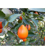 Fresh Citrus Indio Mandarinquat - Cold Hardy Tree Seeds - £10.65 GBP