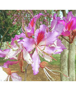 10 SEEDS GERANIUM ORCHID TREE HEIRLOOM SEEDS QUICK SETUP FLOURISH - $8.35