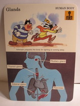 1978 Walt Disney&#39;s Fun &amp; Facts Flashcard #DFF4-17: Glands - $2.00