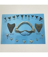 Postcard Florida FL Coast Sharks Shark Teeth Modern Bull Shark Jaw Extin... - £3.13 GBP
