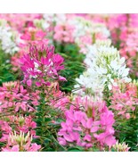 MBK 100 Firework Mix Spider Seeds Clome Spinosa Perennial 1175 Seeds Bee... - €7,75 EUR