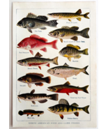 1927 North American Food And Game Fish Art Plate Color Book Print Wildli... - $28.01 CAD