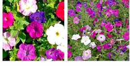 4000+ Seeds Petunia Seeds Dwarf Mix Variety Annual Flower Garden Bees - £15.17 GBP