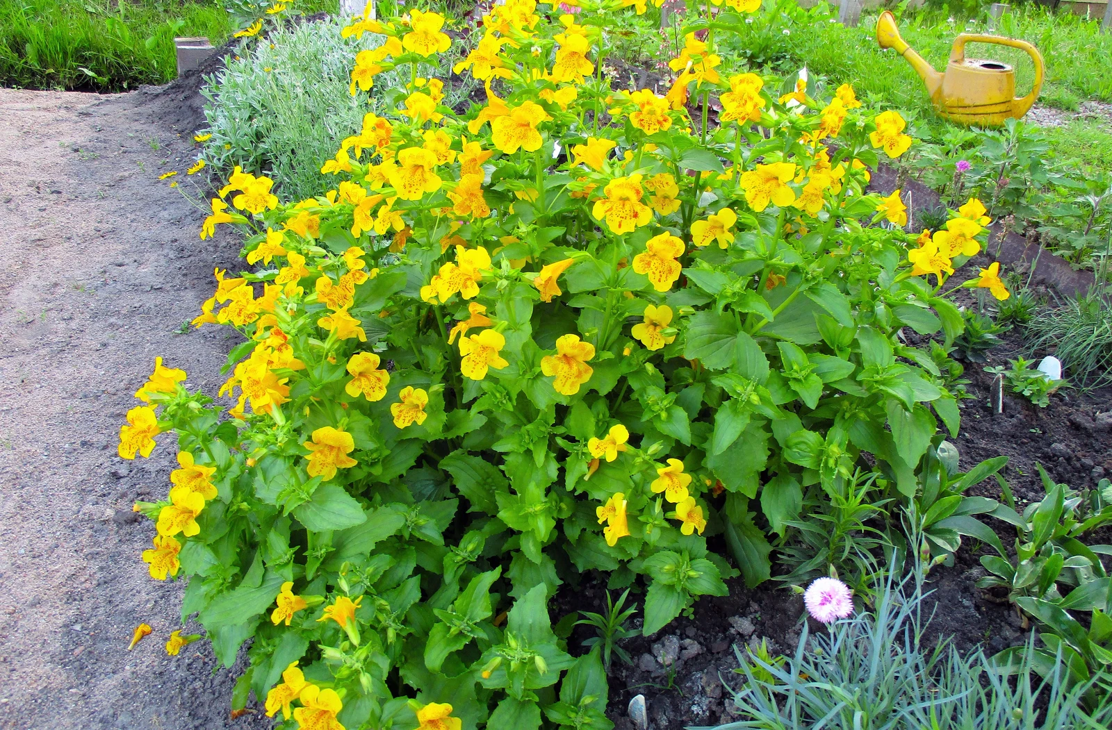 250 YELLOW MONKEY FLOWER Mimulus Grandiflorus Perennial Flower Seeds - $10.11