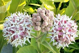 50 Seeds Showy Milkweed Perfect For Garden Planting Immediate Gardening Start - $16.26