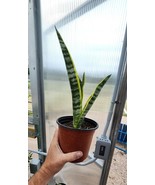 Snake Plant tall Mother-In-Law's Tongue, Sanseveria plant - 6 Plus Inches Tall - $12.00