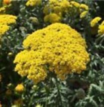 Golden Yarrow 100+ Seeds (Eriophyllum confertiflorum) Organic Yellow Yarrow Herb - £9.06 GBP