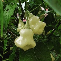 White Hot Pepper Seeds - Aji White Fantasy, 5 Premium Seeds for Spicy Home Garde - £5.59 GBP