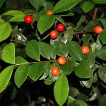 Eugenia Reinwardtiana Planta De Cerezo De Cedar Bay Live Fruit Tree 10In... - $81.90