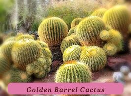 Top Quality 25 Golden Barrel Cactus Seeds Echinocactus Grusoniiflowering... - $2.90