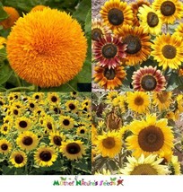 FA Store 50 Seeds Sunflower Dwarfie Dwarf Mix Butterflies Bees Birds Gol... - £7.89 GBP