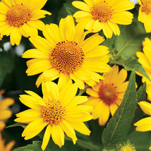 Ox-Eye Sunflower Seeds Wild Prairie Sun Flower Perennial Wildflower Seed  - £4.71 GBP