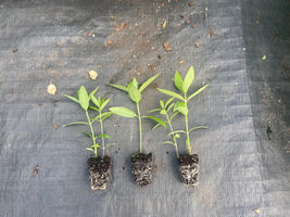 Live Plant Starter Plant Plug Asclepias syriaca Common Milkweed - £24.06 GBP
