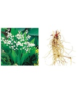 USA Seller 12 Lily of the Valley root systems, convallaria majalis - £44.32 GBP