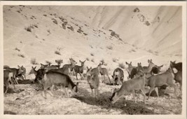 RPPC Deer Feeding at Foot of Snow Covered Mountain Real Photo Postcard V10 - £12.74 GBP