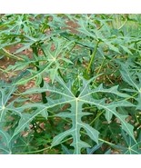 Daun Gedi Pepaya Jepang - Abelmoschus manihot Leaf (Powder), 80 Gram - $26.89 CAD