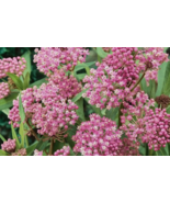 KS Swamp Milkweed Asclepias incarnata Organic Non Gmo Planting 600 Seeds  - $12.70