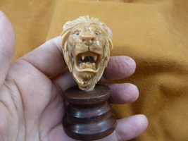 (tb-lion-11) LION head growling lions wild cat TAGUA NUT Figurine Vegetable - $57.96