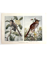 1927 Mockingbird And Thrasher Bird Art Plate Color Book Print Wildlife F14C - $19.99