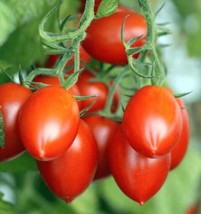 BPA 50 Roma Italian Tomato Seeds Heirloom Non-Gmo Fresh - £7.02 GBP