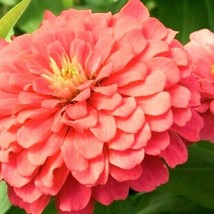 300 Zinnia Coral Beauty Seeds Summer Fall Flower Cut Flowers Fast Shipping - £10.07 GBP