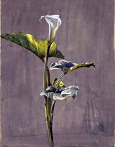 Painting Calla Lily by Fidelia Bridges. Wall Art Repro. Giclee - £6.86 GBP+