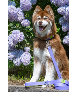 Lavender Garden Waterproof Dog Leash Standard Length - £33.62 GBP