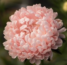 KKG 25 Aster Tower Chamois Seeds Fresh Garden - $7.89