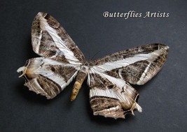 Bengal Striped Moth Erebomorpha Chorodna Fulgurita Rare Framed Entomolog... - $68.99